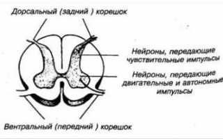 Остеохондроз корешковый синдром симптомы поясничного отдела
