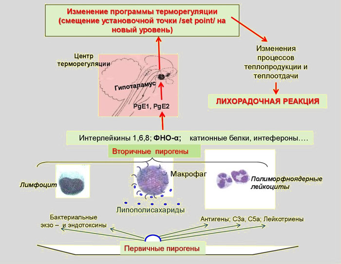 Синдром головной боли при лихорадке