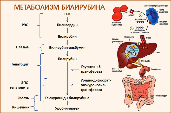 Выработка билирубина