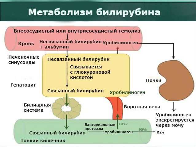 Синдром повышение билирубина в крови у