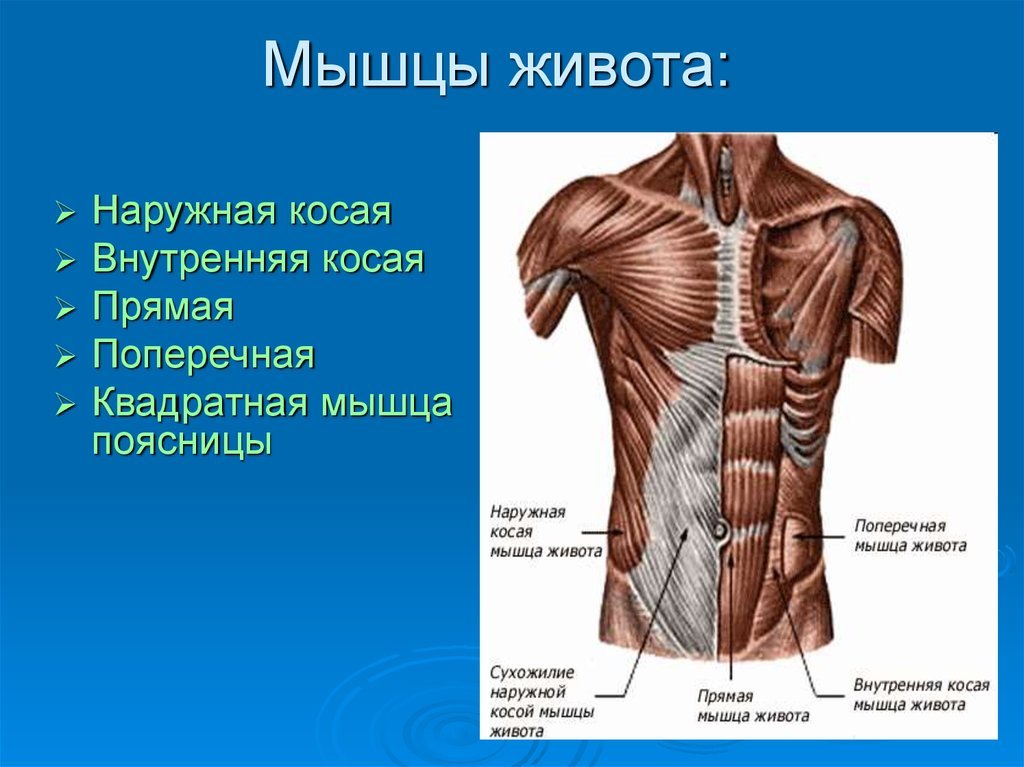 Птоз брюшной стенки код мкб